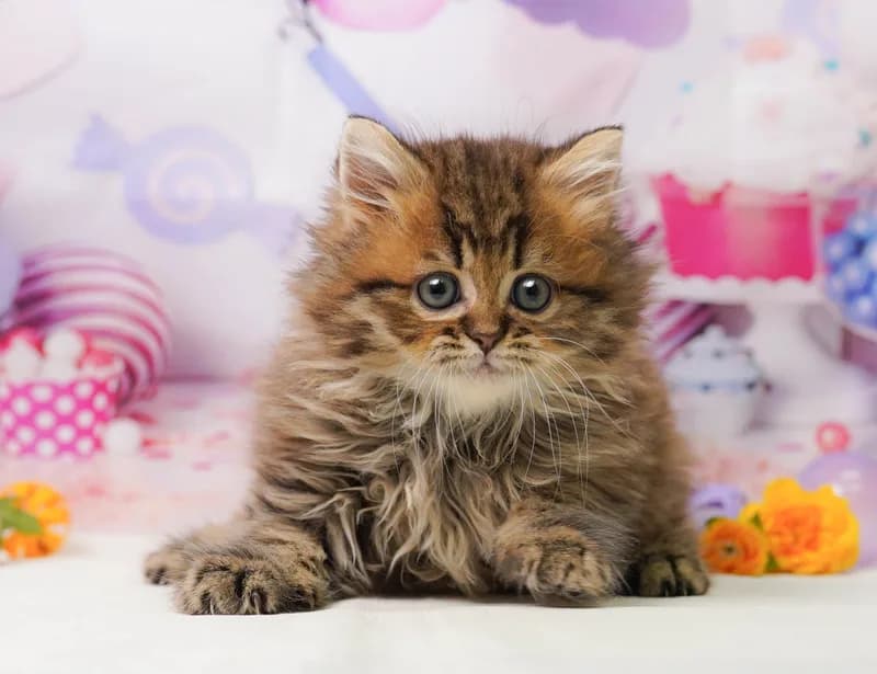 ミヌエットの子猫 オス ブラウンタビー