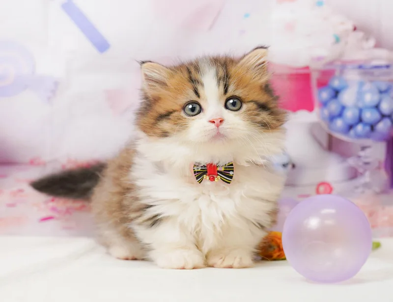 ミヌエットの子猫 オス ブラウンタビー&ホワイト