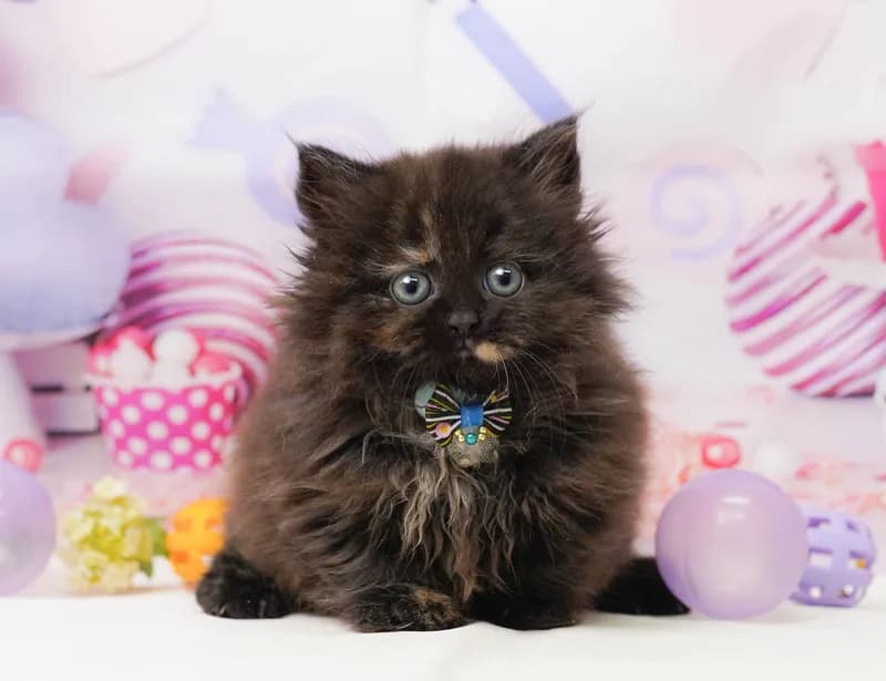 ミヌエットの子猫 メス トーティ