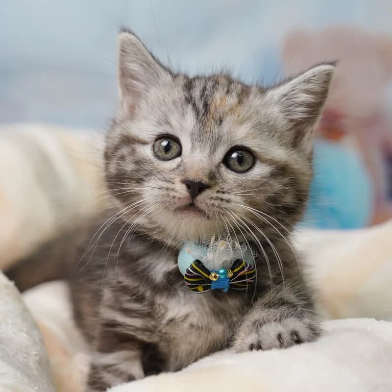 マンチカンの子猫 メス シルバーパッチドタビー