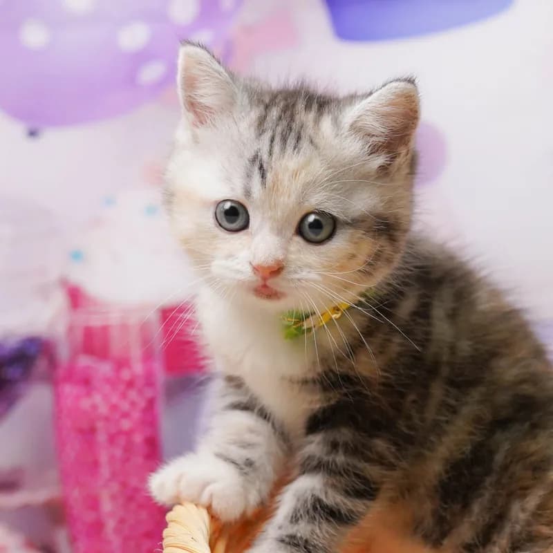 マンチカンの子猫 メス シルバーパッチドタビー
