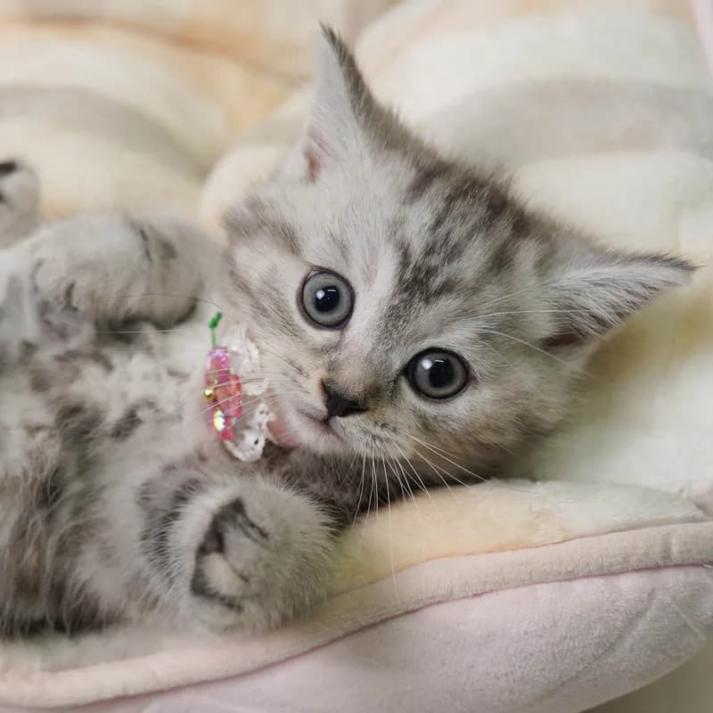 マンチカンの子猫 メス シルバーパッチドタビー
