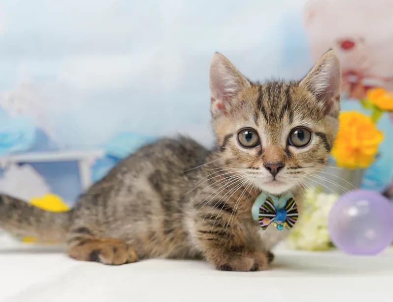 マンチカンの子猫 オス ブラウンタビー - コスモスファーム - 写真1