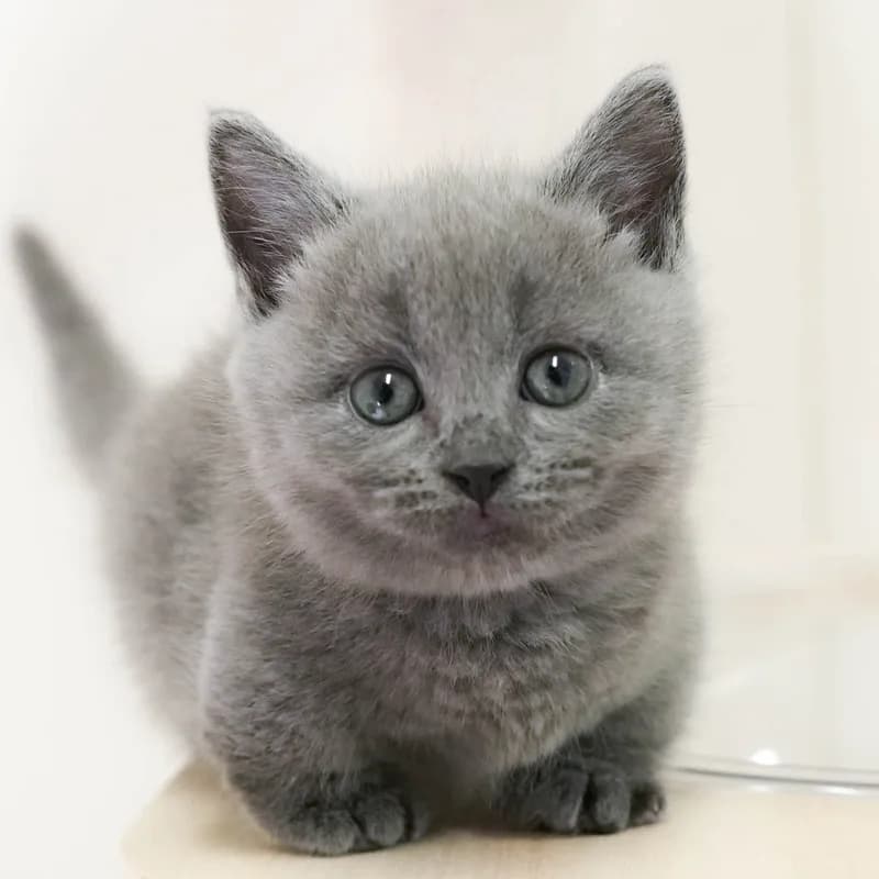 マンチカンの子猫 メス ブルー
