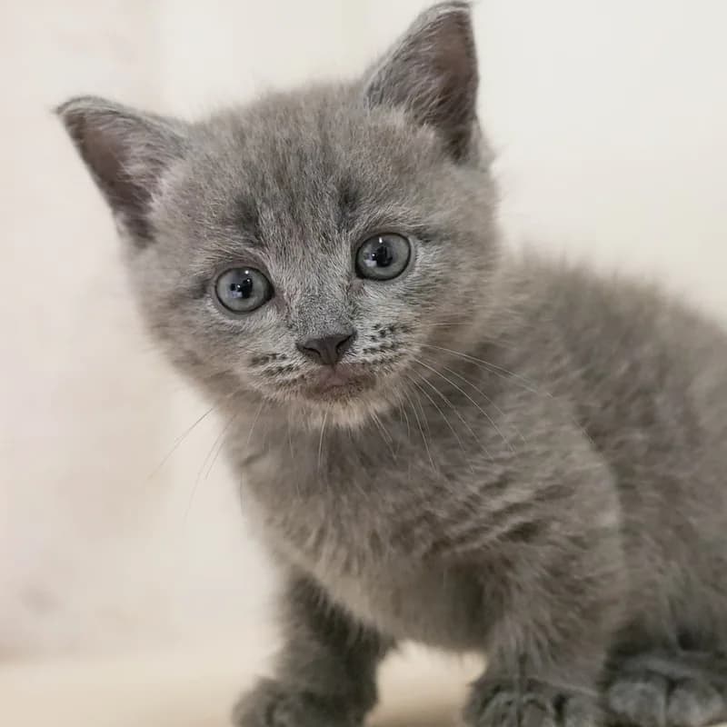 マンチカンの子猫 オス ブルー