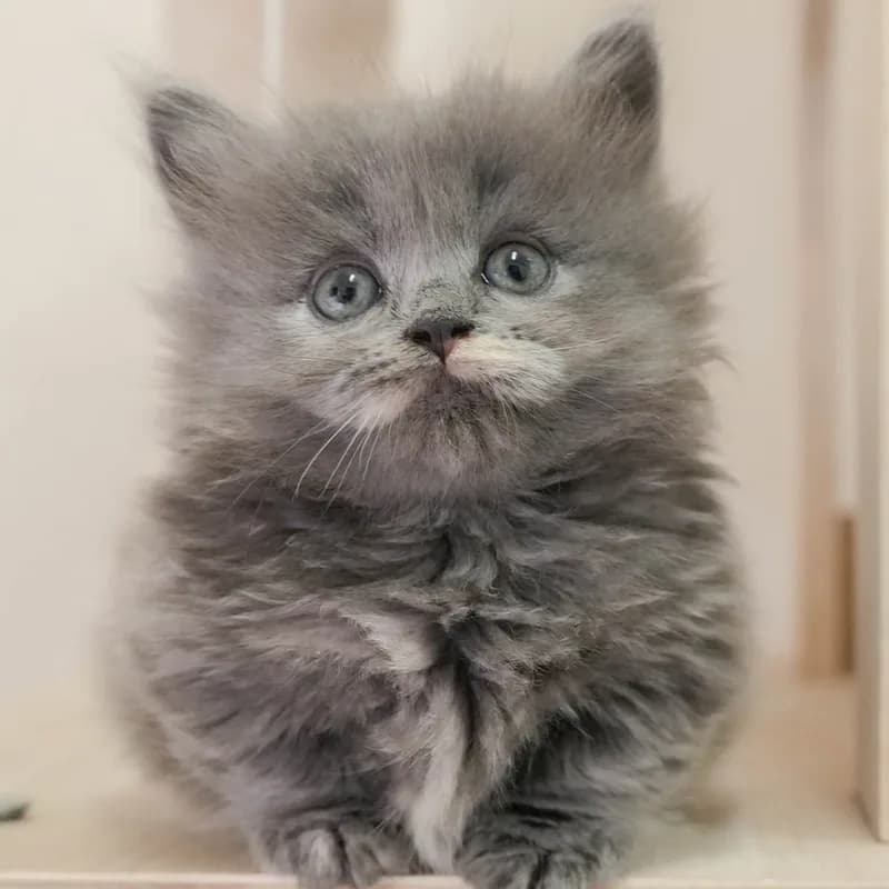マンチカンの子猫 メス ブルークリーム