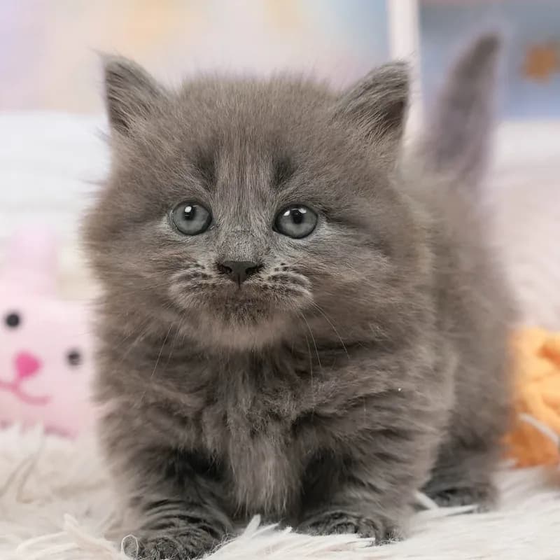 マンチカンの子猫 オス ブルー