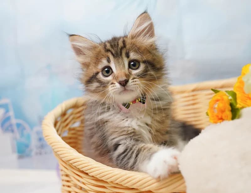 ノルウェージャンフォレストキャットの子猫 メス ブラウンタビー&ホワイト