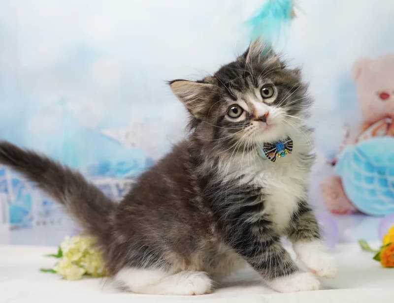 ノルウェージャンフォレストキャットの子猫 オス ブラウンタビー&ホワイト - コスモスファーム - 写真1