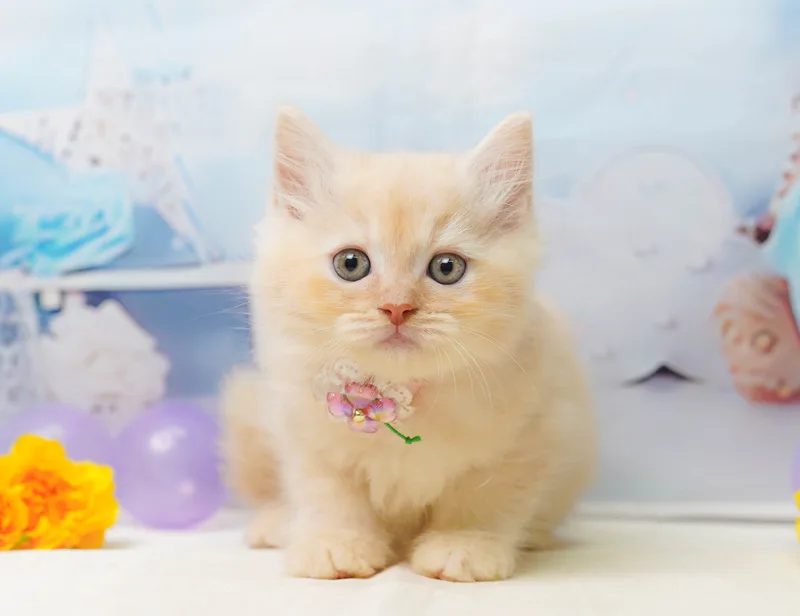 サイベリアンの子猫 メス レッドタビー - コスモスファーム - 写真1