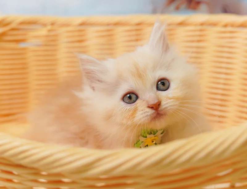 サイベリアンの子猫 メス レッドタビー - コスモスファーム - 写真1