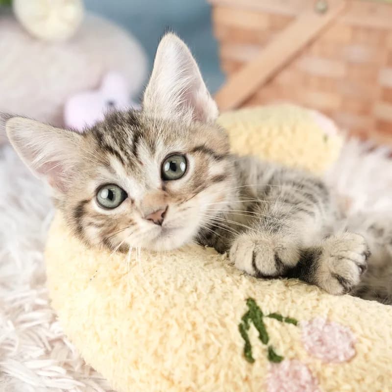 ミヌエットの子猫 オス ブラウンタビー&ホワイト - パピーヴィレッジ シラコバト - 写真1