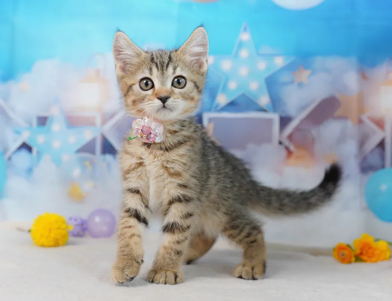 ミヌエットの子猫 オス ブラウンタビー&ホワイト - コスモスファーム - 写真1