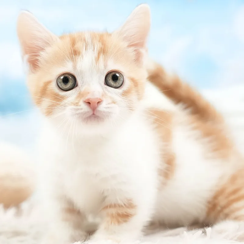 マンチカンの子猫 オス レッドタビー&ホワイト - パピーヴィレッジ シラコバト - 写真1