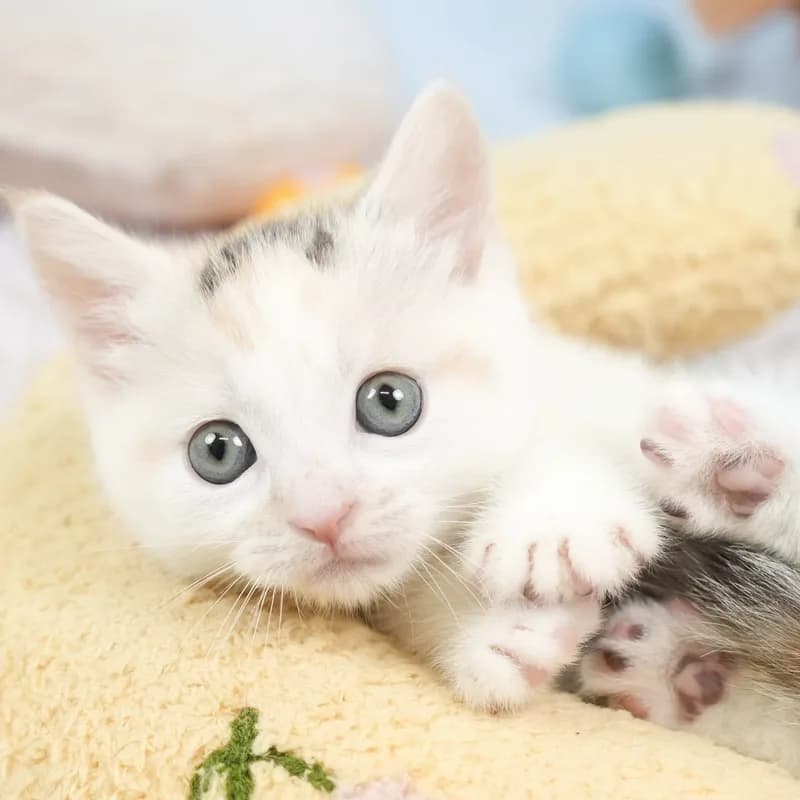 マンチカンの子猫 メス ブラウンパッチドタビー&ホワイト