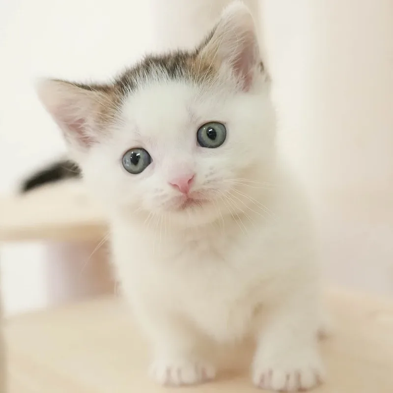 マンチカンの子猫 オス ブラウンタビーホワイト