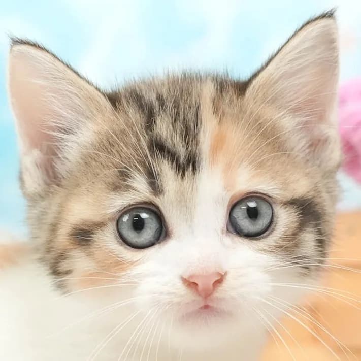 ミヌエットの子猫 メス ブラウンパッチドタビー&ホワイト