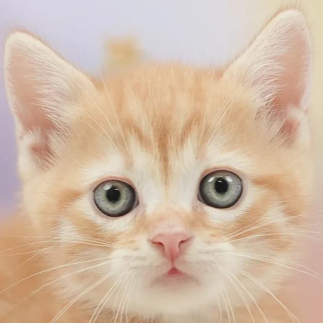ミヌエットの子猫 オス レッドタビー - パピーヴィレッジ シラコバト - 写真1