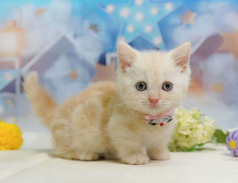 マンチカンの子猫 オス クリームタビー - コスモスファーム - 写真1
