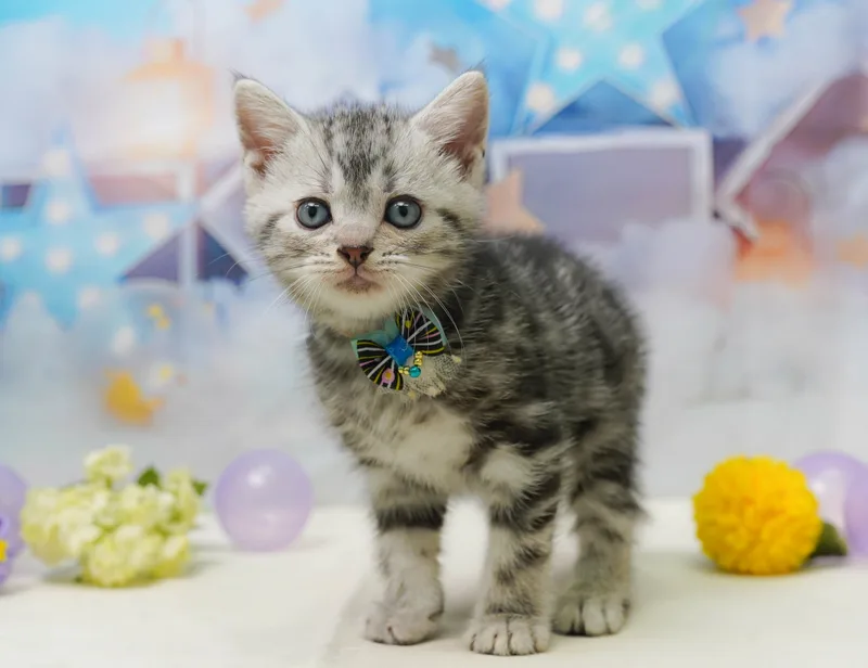 マンチカンの子猫 オス シルバータビー