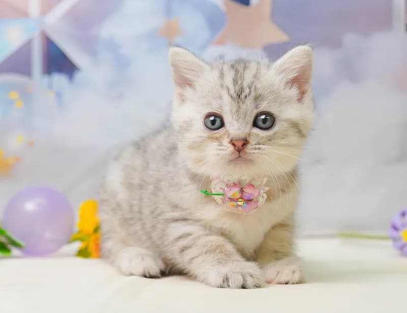 マンチカンの子猫 メス シルバーパッチドタビー