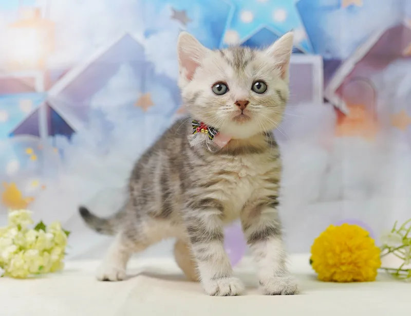 マンチカンの子猫 メス シルバーパッチドタビー