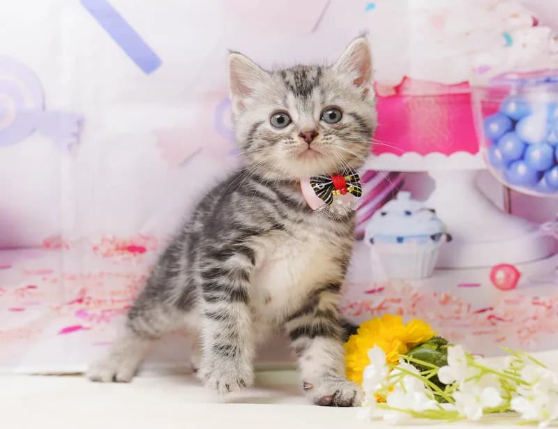 マンチカンの子猫 メス シルバータビー