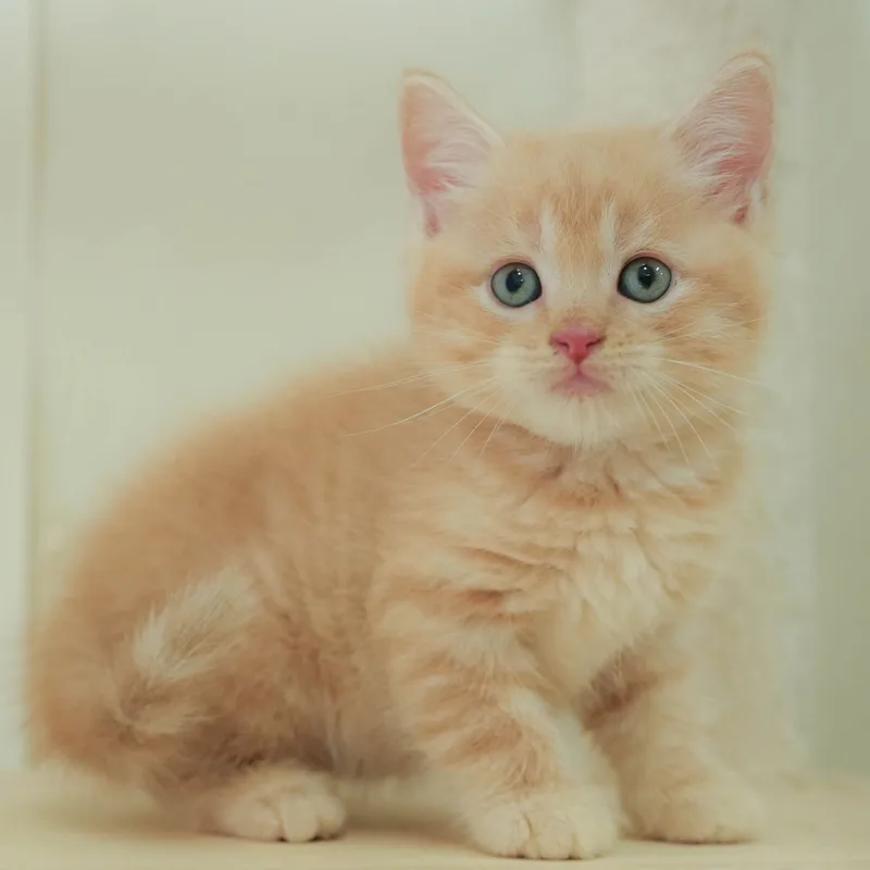 マンチカンの子猫 オス クリームタビー - パピーヴィレッジ シラコバト - 写真1