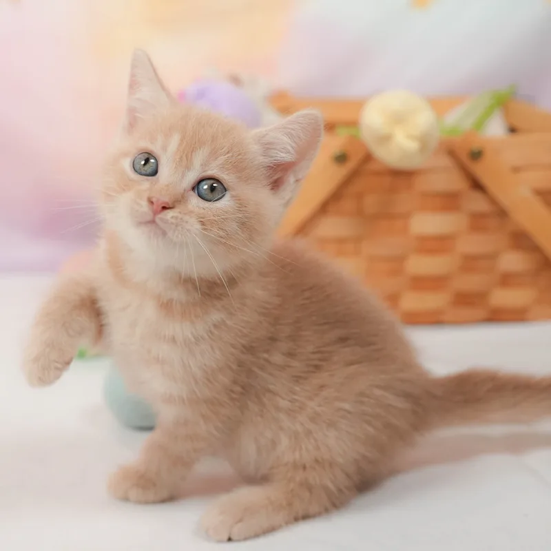 マンチカンの子猫 オス クリームタビー - パピーヴィレッジ シラコバト - 写真1
