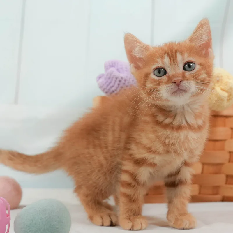 マンチカンの子猫 オス レッドタビー - パピーヴィレッジ シラコバト - 写真1