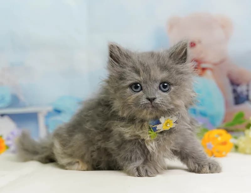 ラガマフィンの子猫 メス ブルークリーム - コスモスファーム - 写真1