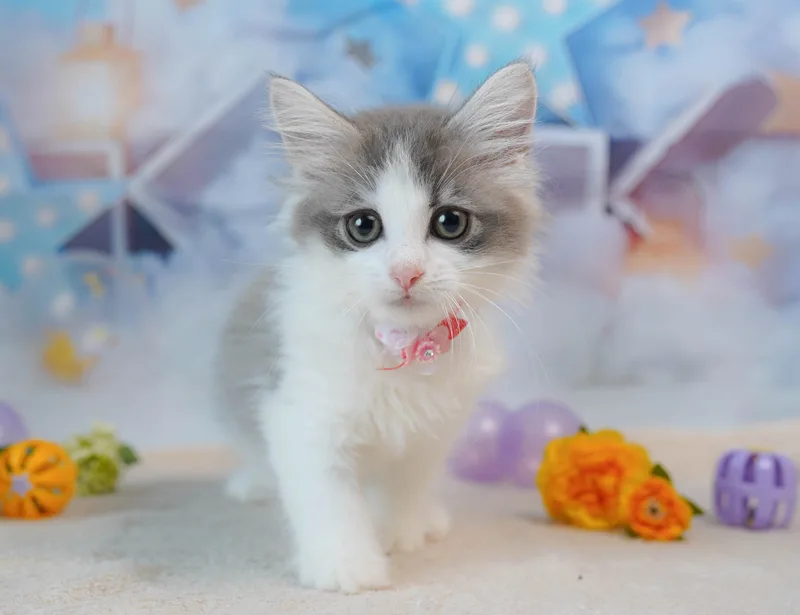 ノルウェージャンフォレストキャットの子猫 メス ブルータビー&ホワイト - コスモスファーム - 写真1