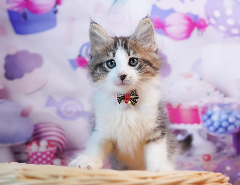 ノルウェージャンフォレストキャットの子猫 オス ブラウンタビー&ホワイト - コスモスファーム - 写真1