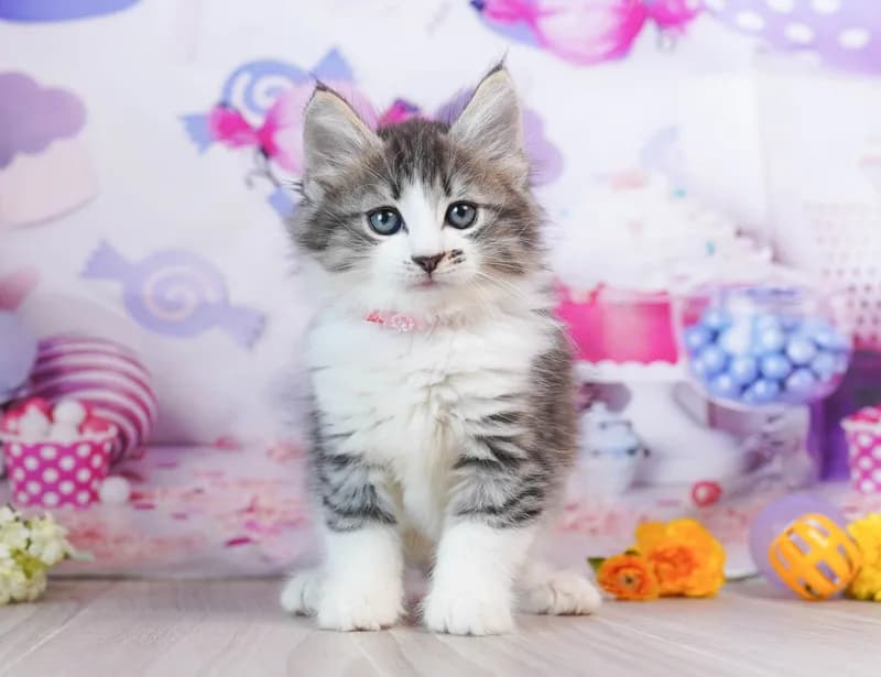 ノルウェージャンフォレストキャットの子猫 オス ブラウンタビー&ホワイト - コスモスファーム - 写真1