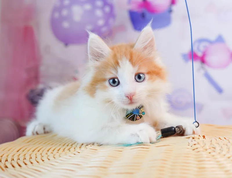 ノルウェージャンフォレストキャットの子猫 オス レッドタビー&ホワイト - コスモスファーム - 写真1