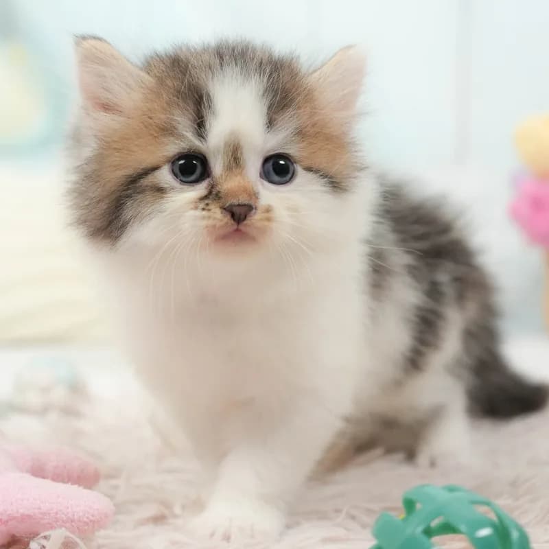 サイベリアンの子猫 オス ブラウンタビー&ホワイト - パピーヴィレッジ シラコバト - 写真1