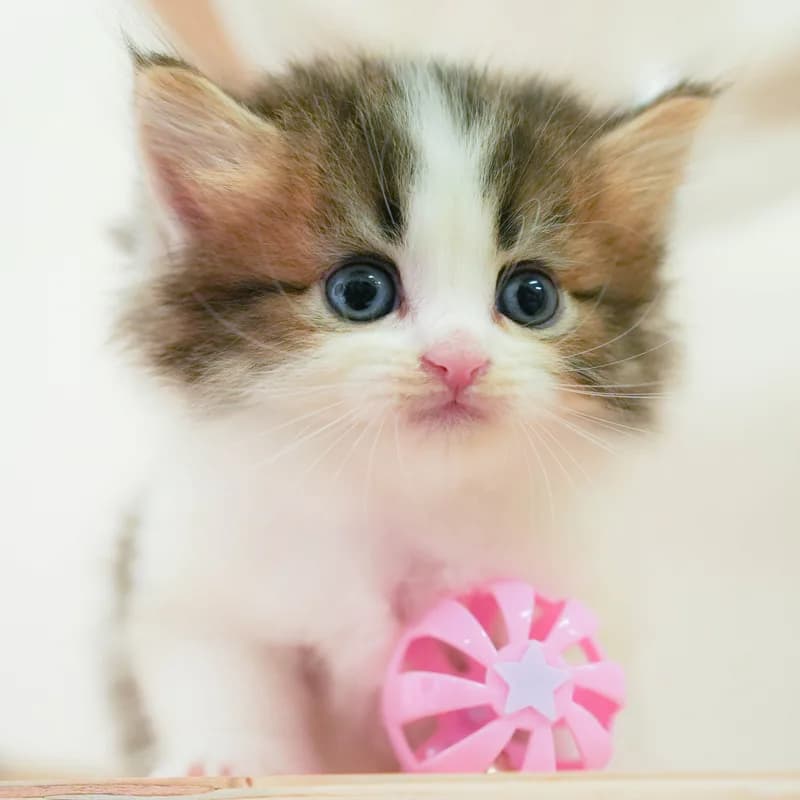 サイベリアンの子猫 オス ブラウンタビー&ホワイト - パピーヴィレッジ シラコバト - 写真1