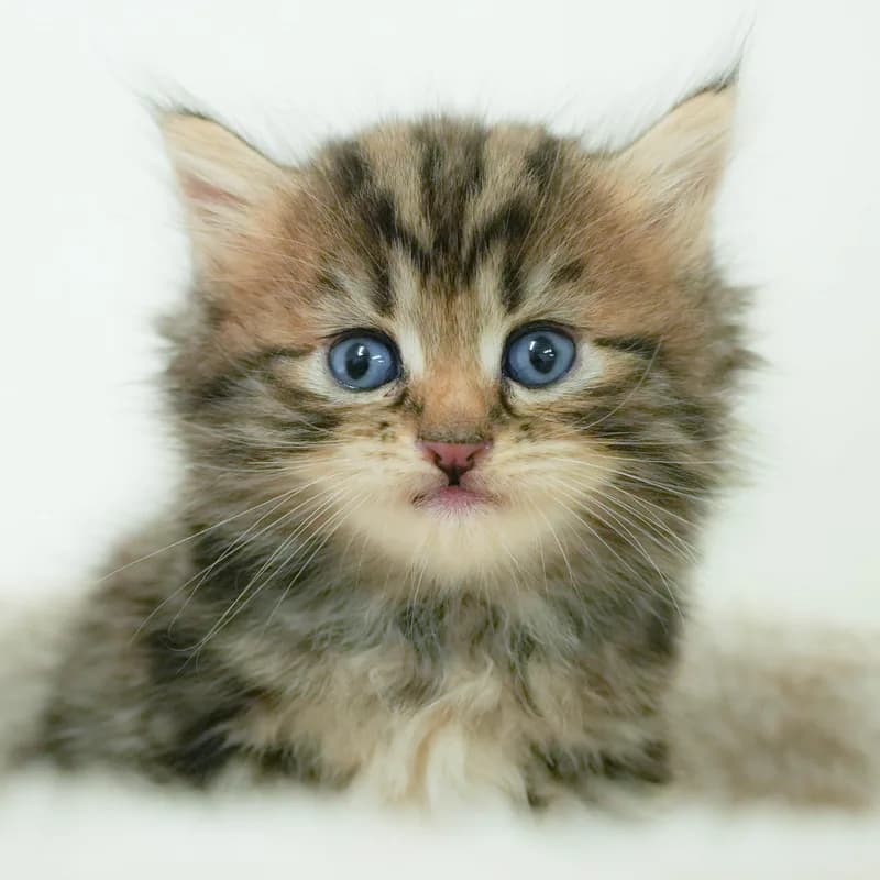 サイベリアンの子猫 オス ブラウンタビー - パピーヴィレッジ シラコバト - 写真1