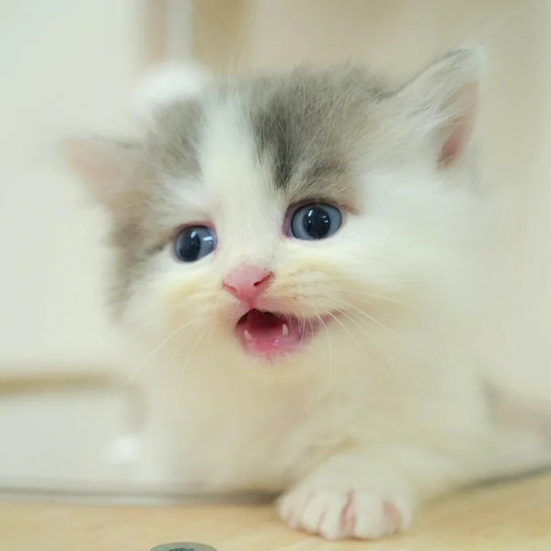 サイベリアンの子猫 オス ブルーホワイト - パピーヴィレッジ シラコバト - 写真1