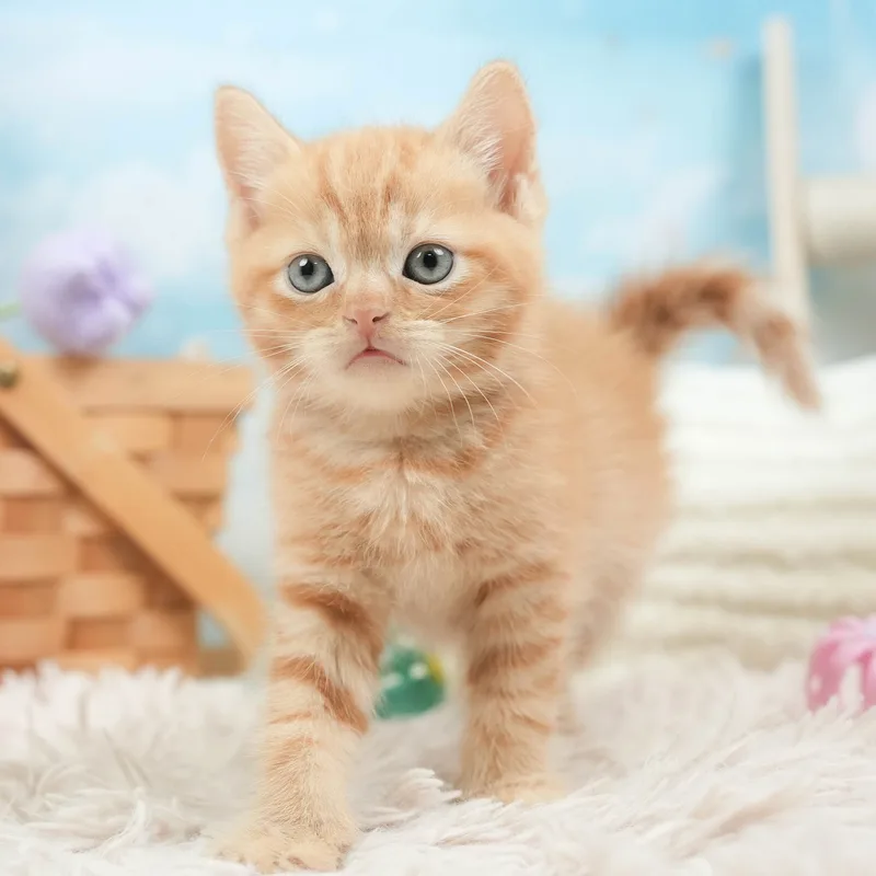 マンチカンの子猫 オス レッドタビー - パピーヴィレッジ シラコバト - 写真1