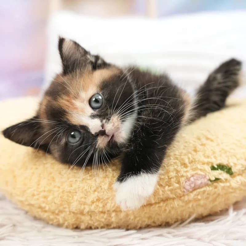 マンチカンの子猫 メス トーティーシェル&ホワイト - パピーヴィレッジ シラコバト - 写真1