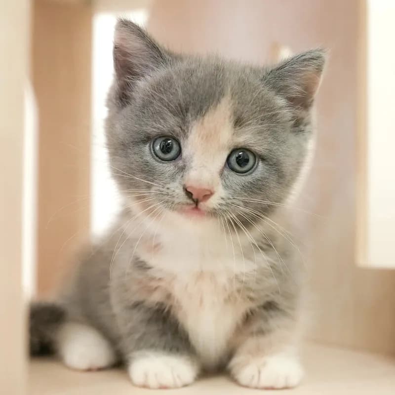 マンチカンの子猫 メス ブルークリーム&ホワイト - パピーヴィレッジ シラコバト - 写真1