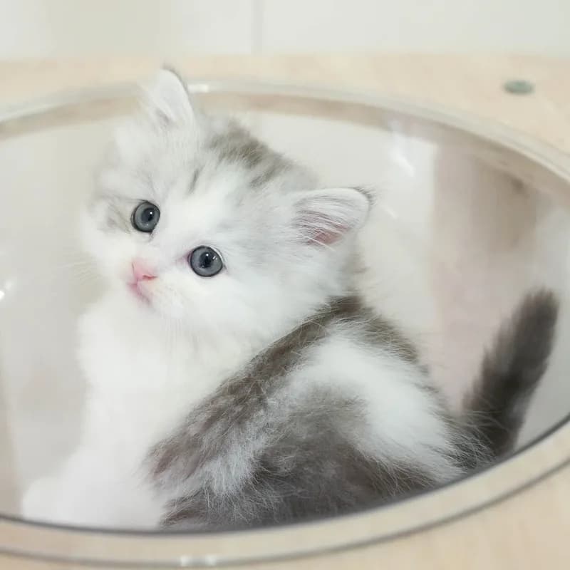 ミヌエットの子猫 メス シルバータビー&ホワイト - パピーヴィレッジ シラコバト - 写真1