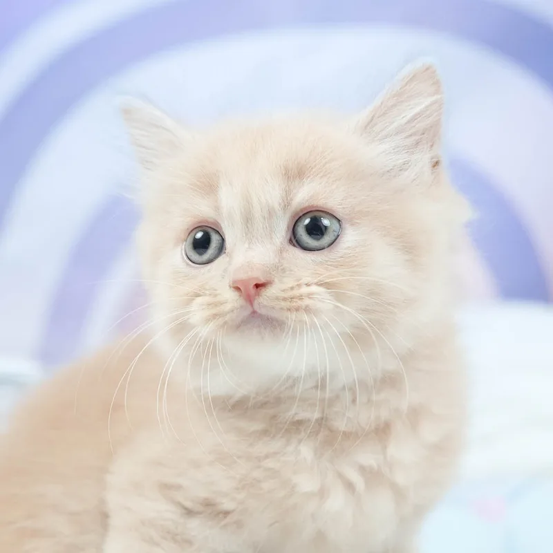 マンチカンの子猫 オス クリームタビー - パピーヴィレッジ ヒバリ - 写真1