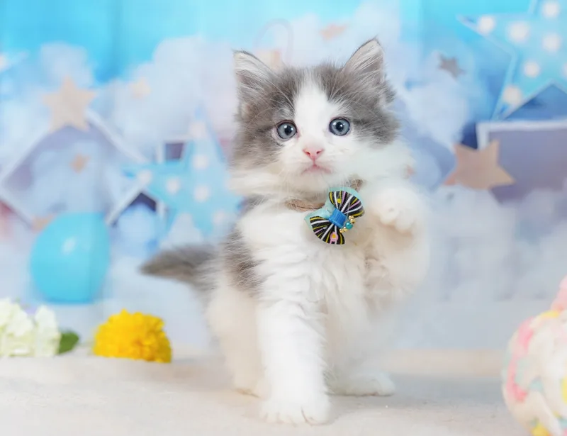 ノルウェージャンフォレストキャットの子猫 メス ブルータビー&ホワイト - コスモスファーム - 写真1