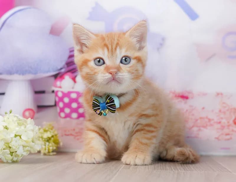 マンチカンの子猫 メス レッドタビー - コスモスファーム - 写真1