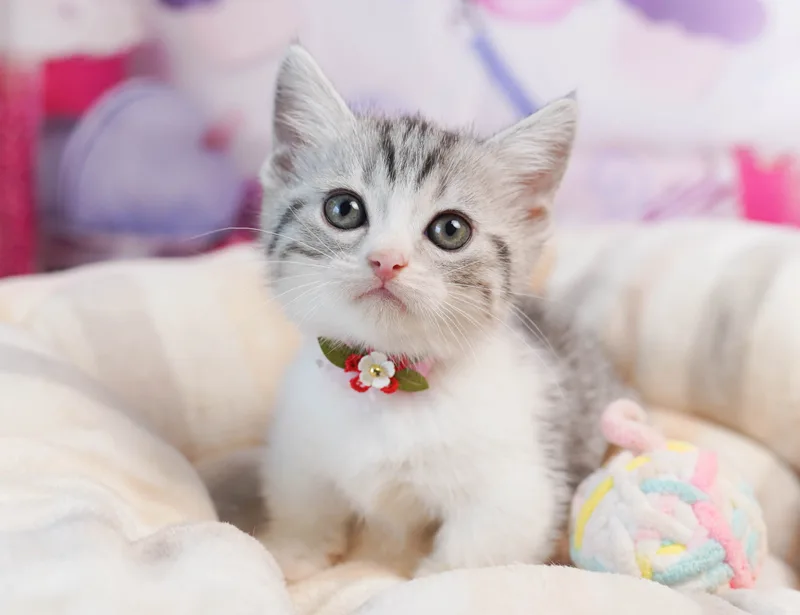 マンチカンの子猫 オス シルバータビー&ホワイト - コスモスファーム - 写真1