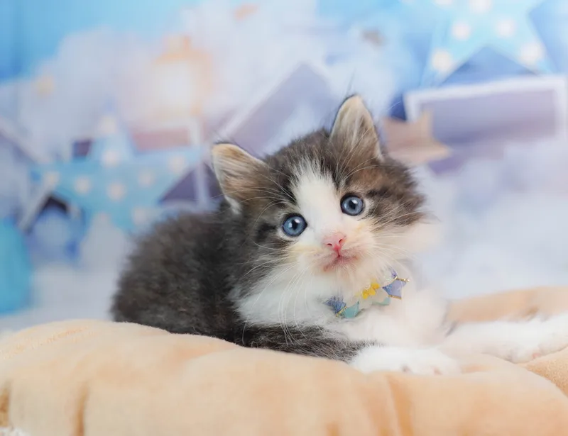 ノルウェージャンフォレストキャットの子猫 オス ブラウンタビー&ホワイト - コスモスファーム - 写真1