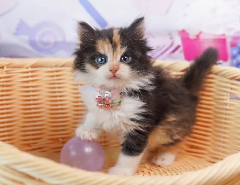 ノルウェージャンフォレストキャットの子猫 メス キャリコ - コスモスファーム - 写真1