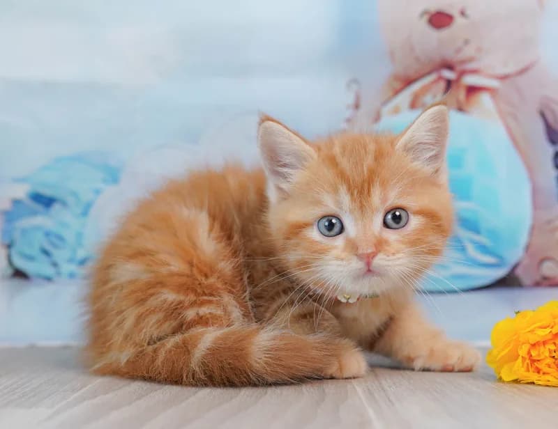 マンチカンの子猫 オス レッドタビー - コスモスファーム - 写真1